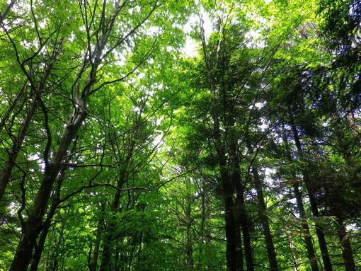 Domenica prossima escursione al Passo Teglia, attraverso la splendida faggeta di Rezzo al Passo della Mezzaluna Domenica prossima escursione al Passo Teglia, attraverso la splendida faggeta di Rezzo al Passo della Mezzaluna