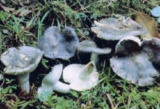 Imperia: venerdì esposizione di funghi e le spiegazioni dei micologi Imperia: venerdì esposizione di funghi e le spiegazioni dei micologi