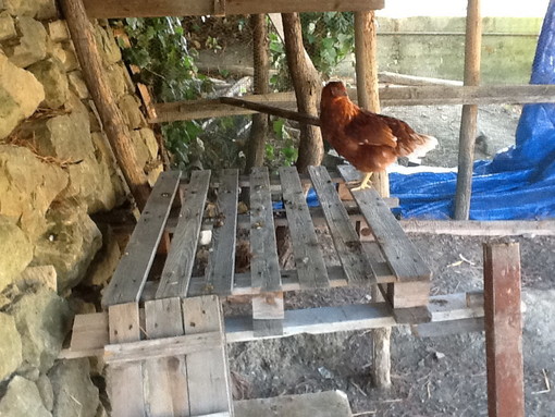 Sanremo: deserto il bando di gara, ecco il modo per avere gli animali della fattoria di San Romolo