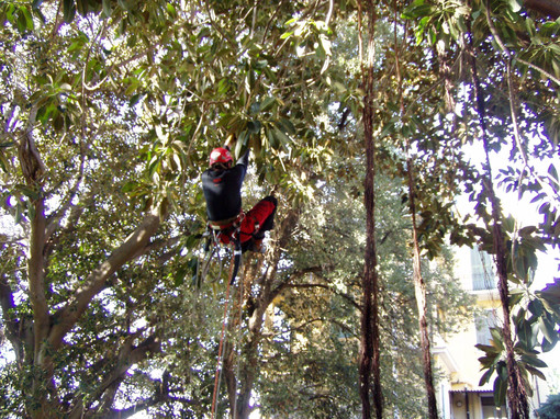 Bordighera: al via il Progetto di adozione del Ficus macrophylla nel Parco del Museo-Biblioteca 'Clarence Bicknell'