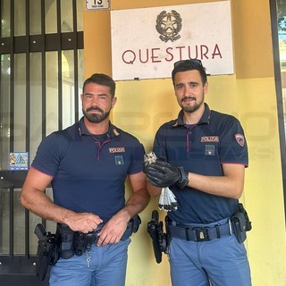 Imperia: un piccolo falco ferito non riesce a volare, salvato dalla Squadra Volante della Questura