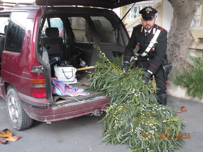 Bordighera: tre tunisini arrestati per furto di verde ornamentale, uno era stato fermato poche settimane fa