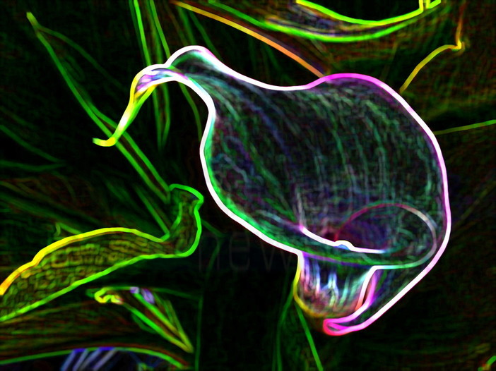 Sanremo: i giovani di Confagricoltura presenteranno a Villa Nobel il francobollo della floricoltura