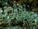 Cervo: la flora marina del mare di giugno nelle foto dell'alga 'ombrellina' scattate ieri da Marcello Nan