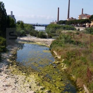Imperia: vegetazione attira insetti alla foce dell'Impero, residenti chiedono un intervento (Foto)