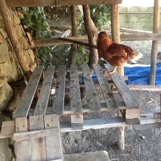 Sanremo: deserto il bando di gara, ecco il modo per avere gli animali della fattoria di San Romolo Sanremo: deserto il bando di gara, ecco il modo per avere gli animali della fattoria di San Romolo