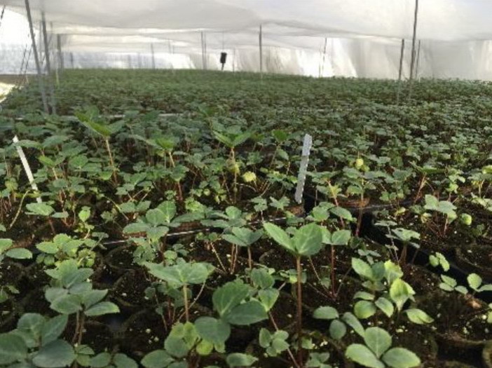 Imperia: una giornata dimostrativa per la valorizzazione di varietà selezionate per il fiore reciso di elleboro