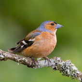 Il TAR Liguria annulla la delibera Bucci: stop alla caccia in deroga a fringuelli e storni protetti