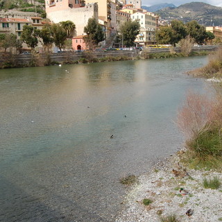 Ventimiglia: cigno rimane tramortito dopo una caduta, salvato dai Vigili del Fuoco Ventimiglia: cigno rimane tramortito dopo una caduta, salvato dai Vigili del Fuoco