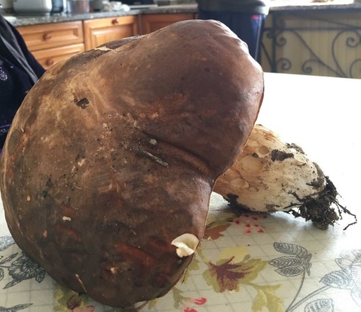 Seborga: trovato nei boschi un fungo porcino da 8 etti, la foto pubblicata sui social diventa virale