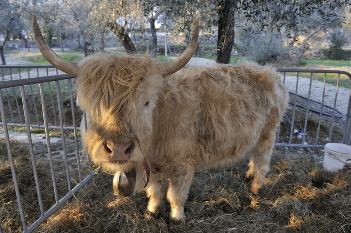 San Bartolomeo al Mare: Fiera Candelora, molte le iniziative dedicate alla didattica sugli animali