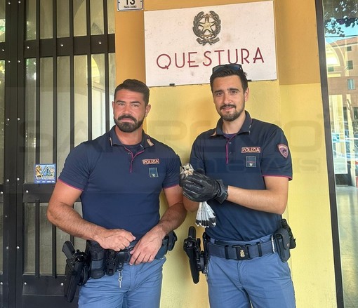 Imperia: un piccolo falco ferito non riesce a volare, salvato dalla Squadra Volante della Questura Imperia: un piccolo falco ferito non riesce a volare, salvato dalla Squadra Volante della Questura