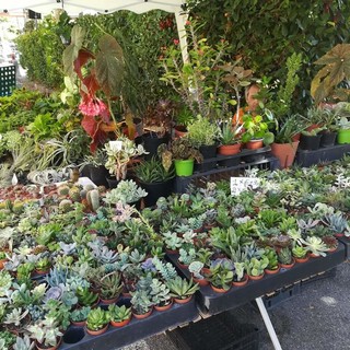 Bajardo: domenica prossima la 16a edizione di ‘Antica...mente: festa della lavanda e delle essenze di montagna’