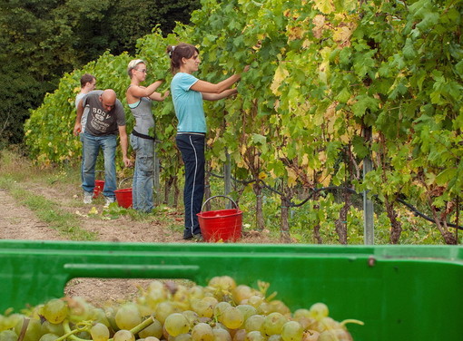 Festa di fine vendemmia martedì scorso a Sarola: annata Doc per i vini del Ponente ligure