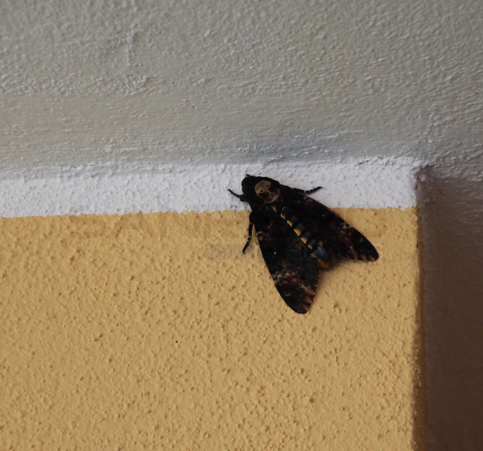 Sanremo: a Bussana un bell'esemplare di acherontia atropos, conosciuta come “sfinge testa di morto” (Foto) Sanremo: a Bussana un bell'esemplare di acherontia atropos, conosciuta come “sfinge testa di morto” (Foto)