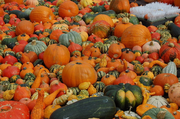 Vallecrosia: domenica prossima, XIX appuntamento con la ‘Festa della Zucca’ nel centro storico Vallecrosia: domenica prossima, XIX appuntamento con la ‘Festa della Zucca’ nel centro storico
