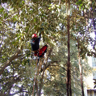 Bordighera: al via il Progetto di adozione del Ficus macrophylla nel Parco del Museo-Biblioteca 'Clarence Bicknell' Bordighera: al via il Progetto di adozione del Ficus macrophylla nel Parco del Museo-Biblioteca 'Clarence Bicknell'