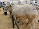 Conto alla rovescia per la 113^ Fiera Nazionale del Bue Grasso di Carrù (Video) Conto alla rovescia per la 113^ Fiera Nazionale del Bue Grasso di Carrù (Video)