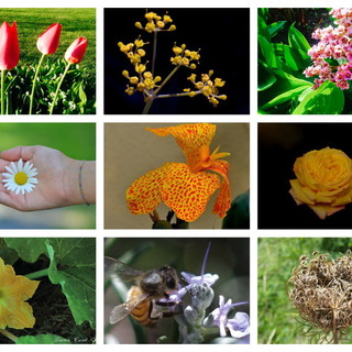 Prosegue con successo il concorso fotografico di R&amp;B Agricoltura dal titolo 'Fiori, emozione e fantasia'