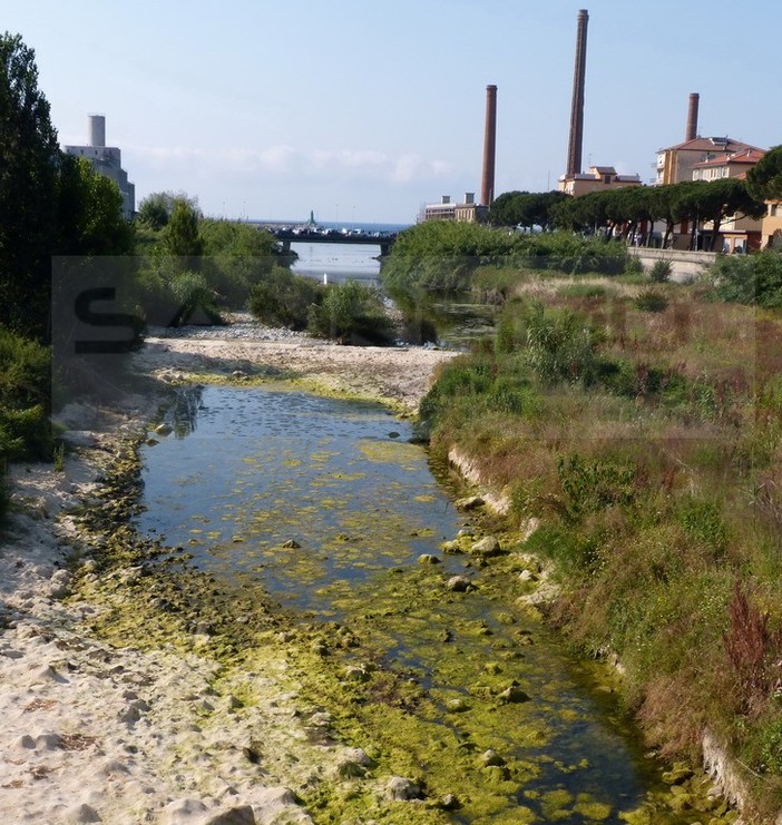 Imperia: vegetazione attira insetti alla foce dell'Impero, residenti chiedono un intervento (Foto) Imperia: vegetazione attira insetti alla foce dell'Impero, residenti chiedono un intervento (Foto)