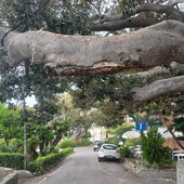 Bordighera, l’allarme di Italia Nostra dopo il crollo: “La Scibretta e gli alberi monumentali lasciati senza tutela” Bordighera, l’allarme di Italia Nostra dopo il crollo: “La Scibretta e gli alberi monumentali lasciati senza tutela”