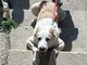 Cagnolona fuggita dalla guerra in Ucraina cerca una famiglia a Sanremo, l'appello dell'Enpa Cagnolona fuggita dalla guerra in Ucraina cerca una famiglia a Sanremo, l'appello dell'Enpa