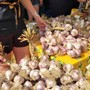 L'Aglio di Vessalico sfida il Grande Fratello: "Il vero pesto si fa con noi", appello a Valeria Marini