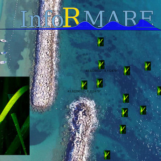 Prateria di posidonia in fiore davanti a Cervo: InfoRmare "Un fenomeno raro, non stressare ulteriormente questo habitat" Prateria di posidonia in fiore davanti a Cervo: InfoRmare "Un fenomeno raro, non stressare ulteriormente questo habitat"