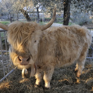 San Bartolomeo al Mare: Fiera Candelora, molte le iniziative dedicate alla didattica sugli animali