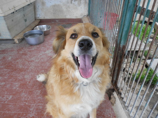 Enpa di Sanremo: il cagnolino Fuffi Vi aspetta al canile per venire a casa con Voi