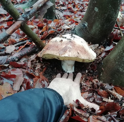 Cercatore di funghi vallecrosino trova un porcino da quasi 9 etti nella zona sopra Albenga (Foto)