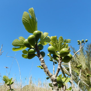 Verde, frutta e vecchie usanze: quando mangiavamo 'pan e fighe' e ci chiamavano 'figoni'… Verde, frutta e vecchie usanze: quando mangiavamo 'pan e fighe' e ci chiamavano 'figoni'…
