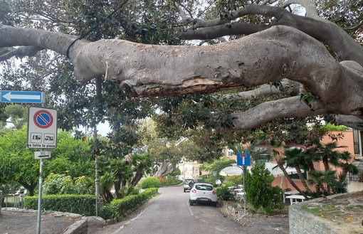 Bordighera, l’allarme di Italia Nostra dopo il crollo: “La Scibretta e gli alberi monumentali lasciati senza tutela” Bordighera, l’allarme di Italia Nostra dopo il crollo: “La Scibretta e gli alberi monumentali lasciati senza tutela”