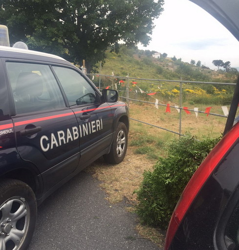 Dolcedo: tre albanesi denunciati dai Carabinieri per furto di verde in un appezzamento di terreno