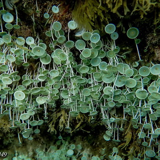 Cervo: la flora marina del mare di giugno nelle foto dell'alga 'ombrellina' scattate ieri da Marcello Nan