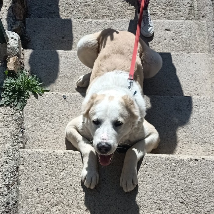 Cagnolona fuggita dalla guerra in Ucraina cerca una famiglia a Sanremo, l'appello dell'Enpa