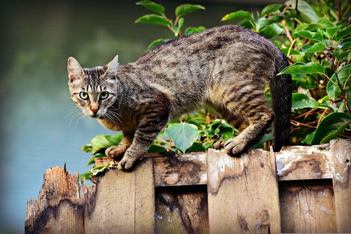 (Foto di Mabel Amber, who will one day da Pixabay) (Foto di Mabel Amber, who will one day da Pixabay)