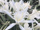 Giglio delle spiagge (Pancratium maritimum) specie protetta quasi scomparsa dal litorale ligure