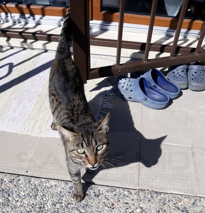 Sanremo: trovato nella zona di San Martino il gatto nella foto, appello per la ricerca dei proprietari