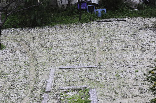 Maltempo sul ponente: violenta grandinata in alcune zone delle città costiere, piove e nevica in montagna Maltempo sul ponente: violenta grandinata in alcune zone delle città costiere, piove e nevica in montagna