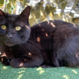 Ventimiglia: è stato smarrito zona Latte il gatto Salem, l'appello dei proprietari