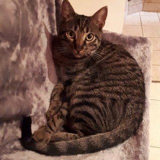 Sanremo: è fuggito da casa da 5 giorni il gatto 'Hodor', la richiesta di aiuto della proprietaria (Foto)