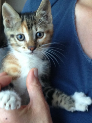 Sanremo: bellissimo gattino aspetta di avere una nuova famiglia