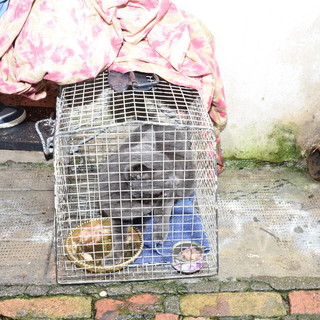 Sanremo: allarme in un appartamento di vicolo della Prudenza per un gatto solo in un appartamento