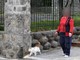 Sanremo: dopo le molte scuse per uscire di casa ecco chi fa la passeggiatina con il gatto al guinzaglio (Foto)
