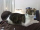 Sanremo: è tornata ieri sera a casa la gattina 'Briciola', la gioia dei proprietari Sanremo: è tornata ieri sera a casa la gattina 'Briciola', la gioia dei proprietari