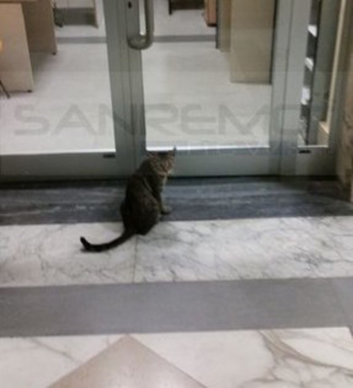 Il gatto 'Romeo' all'ospedale di Sanremo