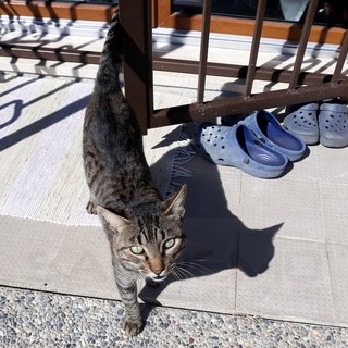 Sanremo: trovato nella zona di San Martino il gatto nella foto, appello per la ricerca dei proprietari Sanremo: trovato nella zona di San Martino il gatto nella foto, appello per la ricerca dei proprietari
