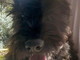 Taggia: smarrito alcuni giorni fa nella zona di Beuzi il cane 'Golia', l'appello dei proprietari (Foto) Taggia: smarrito alcuni giorni fa nella zona di Beuzi il cane 'Golia', l'appello dei proprietari (Foto)