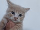 Arma di Taggia: sabato le volontarie della Lega del Gatto al 'Pet Store' per la raccolta di pappe per i neonati gattini